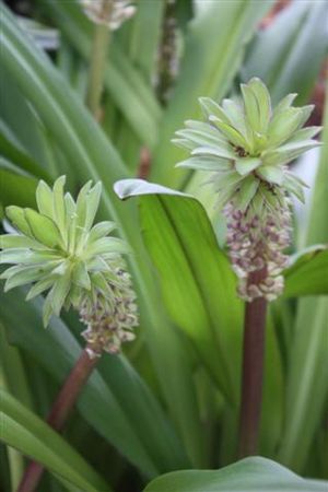 Eucomis hybrid (Common Pineapple Lily)