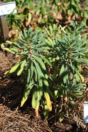 Euphorbia hybrid (Spurge)