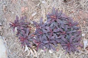 Euphorbia hybrid (Spurge)