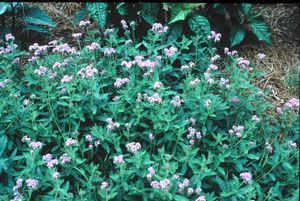 Heliotropium amplexicaule (Garden Heliotrope)