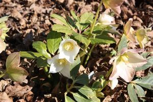 Helleborus x hybrid (Lenten Rose)