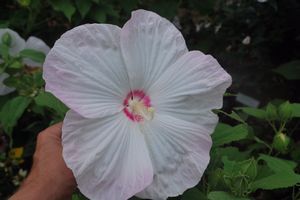 Hibiscus moscheutos (Confederate Rose)