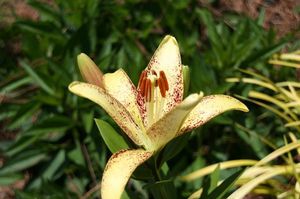 Lilium longiflorum/asiatic (Oriental Lily)