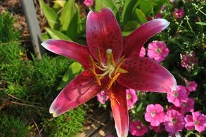 Lilium orientale (Oriental Lily)