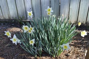 Narcissus hybrid (Daffodil)