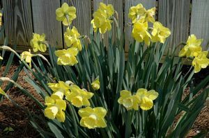 Narcissus hybrid (Daffodil)