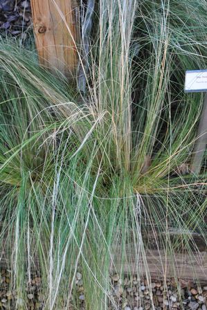 Nasella tenuissima (Needle Grass)