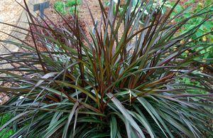 Pennisetum purpureum (Ornamental Napier Grass)