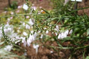 Physostegia angustifolia (Obedient Plant)