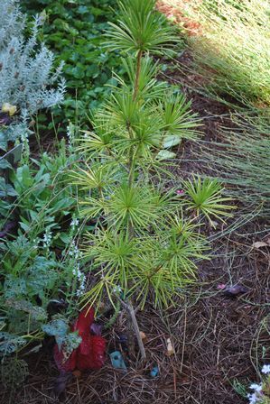 Sciadopitys verticillata (Japanese Umbrella Pine)