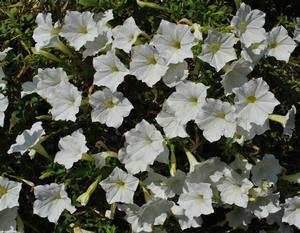 Petunia hybrida ()