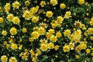 Argyranthemum frutescens ()