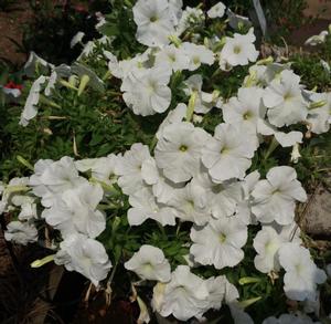 Petunia multiflora ()