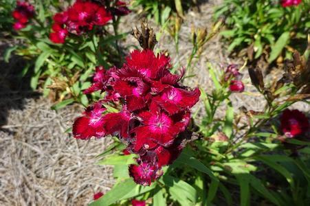 Dianthus barbatus ()