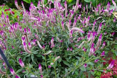 Celosia argentea ()