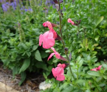 Salvia greggii ()