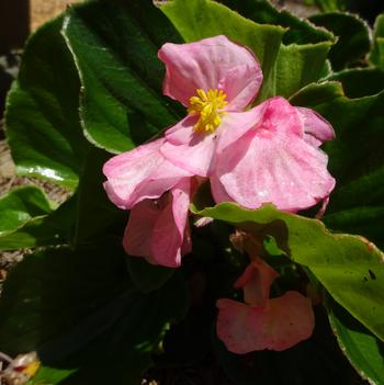 Begonia x hybrida ()