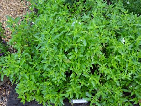 Salvia farinacea ()