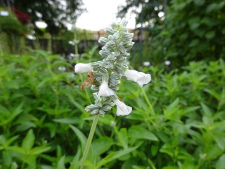 Salvia farinacea ()