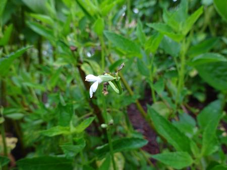 Salvia pallida ()