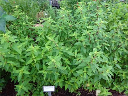 Salvia thyrsiflora ()