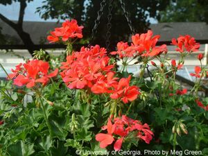 Pelargonium hybrid 'Caliente Coral'