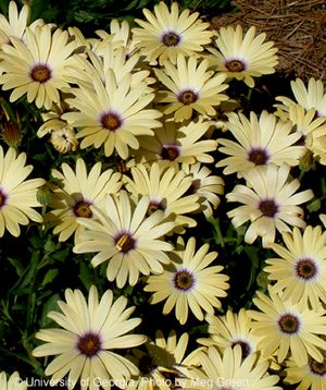 Osteospermum ecklonis 'Crescendo Primrose'