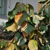 Acalypha 'Giant Leaf'