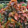 Acalypha 'Showtime'