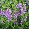Angelonia angustifolia 'Serena Purple'