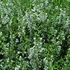 Angelonia angustifolia 'Serena White'