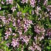 Angelonia angustifolia 'Serenita Lavender Pink'