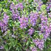 Angelonia angustifolia 'Serenita Purple'