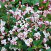 Begonia semperflorens 'Braveheart Rose Bicolor'