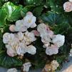 Begonia 'Dragone White Blush'