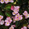 Begonia semperflorens 'Havana Pink'