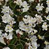 Begonia semperflorens 'Nightlife White'