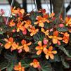 Begonia 'Sparks Will Fly'