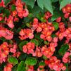 Begonia semperflorens 'Sprint Scarlet'
