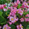 Begonia semperflorens 'Volumia Pink'