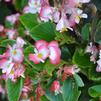 Begonia semperflorens 'Volumia Rose Bicolor'