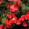 Begonia semperflorens 'Whopper Red Bronze Foliage'