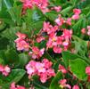Begonia semperflorens 'Whopper Rose Green Foliage'