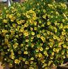 Calibrachoa 'MiniFamous Double Deep Yellow'