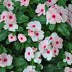 Catharanthus roseus 'Cora Apricot Improved'