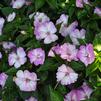 Impatiens hawkerii 'Radiance Lilac'