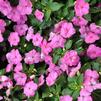 Impatiens walleriana 'Xtreme Pink Improved'