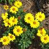 Osteospermum 'FlowerPower Yellow Evolution'