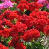 Pelargonium x hortorum 'Master Idols Scarlet Red'