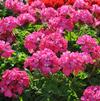 Pelargonium x hortorum 'Pinto Premium Deep Rose'